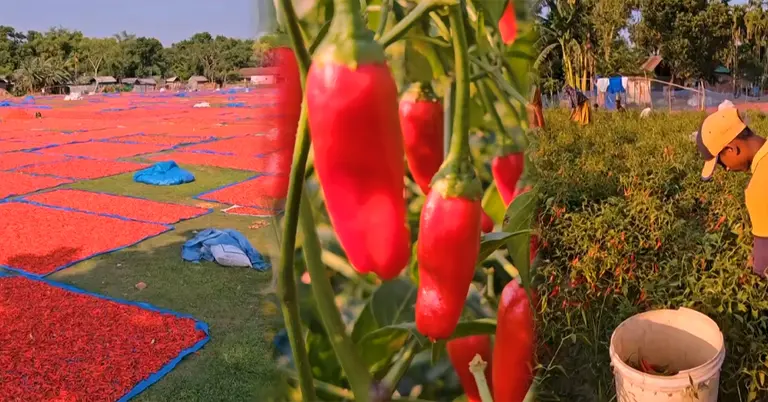 পঞ্চগড়ে মরিচ চাষ